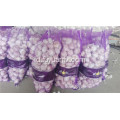 5.5-6.0cm bawang putih putih normal